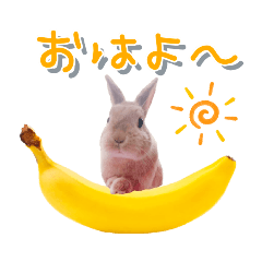 うちの子シリーズ『うさぎのふみちゃん』