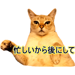 Cat photo stamp Part1