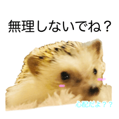 hedgehog cute harinezumi happy life