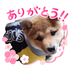rina_20200321230339
