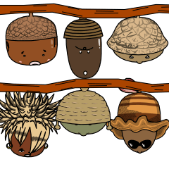 The acorn family