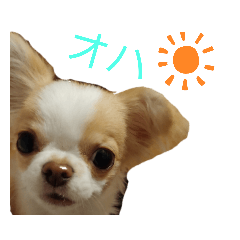 cocoa_20200322081205