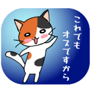 A calico male cat!
