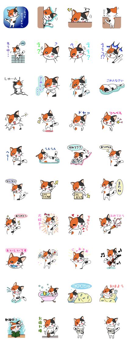 A calico male cat!