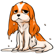 love!cavalier