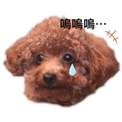 小豆蔻家族❤️