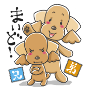 Tocotoco poodle brothers