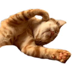 rua_cat
