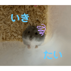 My family hamster "puku" and "kira"
