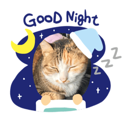 肉圓是隻流浪貓