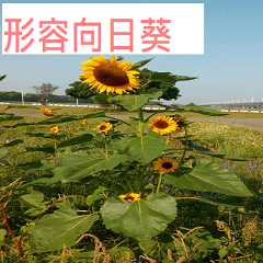 Description of sunflower