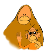 Innocent orangutan