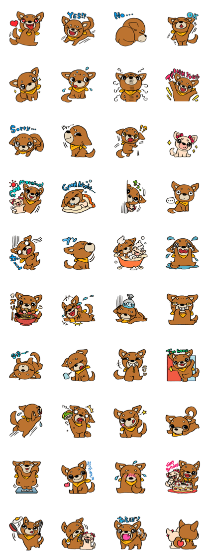 Genki Chihuahua
