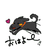 black toy poodle "merry"