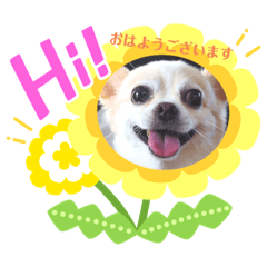 这条狗的名字叫呢