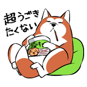 Loose Akita dog