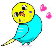 Queen's time of the budgerigar