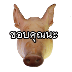 pig74