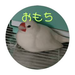 文鳥 1