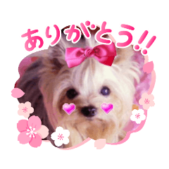 ayumi_20200323151951