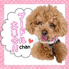 Poodle of love 2