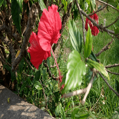 Closeup of hibiscus flower