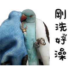 灰寶&藍寶&綠寶的鸚鵡世界日常用語