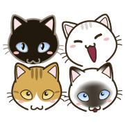 tabby & Siamese & black & white cat tabby & Siamese & black & white cat