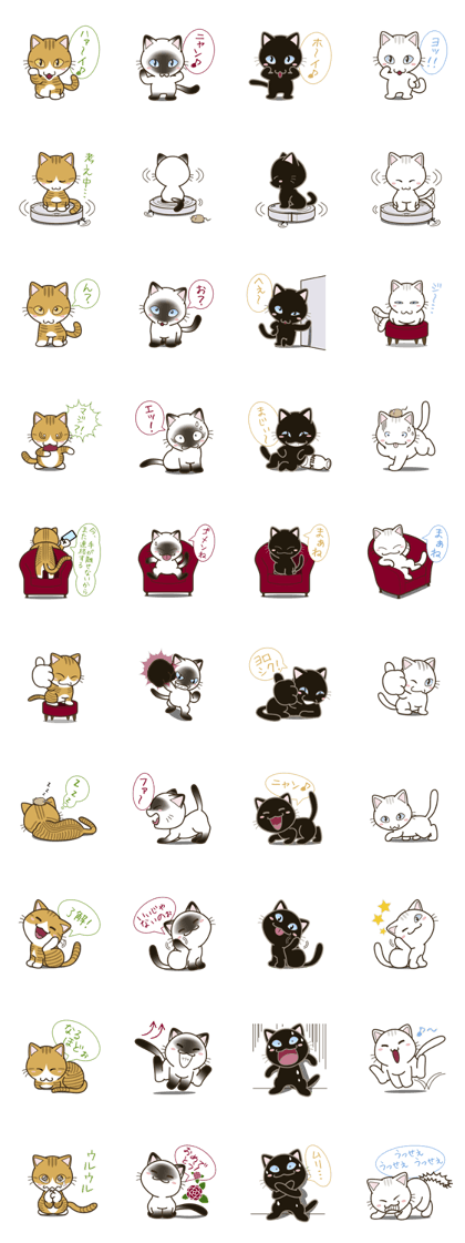 tabby & Siamese & black & white cat tabby & Siamese & black & white cat