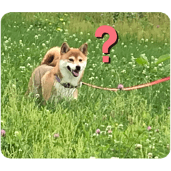 shibainu pothiko