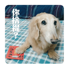 得祝的換罐罐日常3