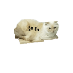 動物在說話2