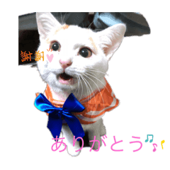 うちのぬこぬこちゃん Line スタンプ Line Store うちのぬこぬこちゃん Line スタンプ Line Store