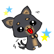 Black puppy Black puppy