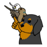 Dachshund Terry and two birds. Dachshund Terry and two birds.