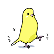 yellow budgie yellow budgie