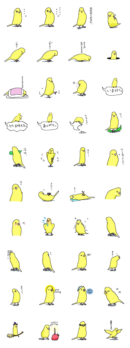 yellow budgie yellow budgie