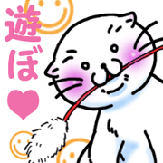 Fat Scottish Fold 2 Fat Scottish Fold 2