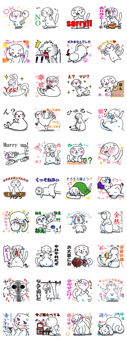 Fat Scottish Fold 2 Fat Scottish Fold 2