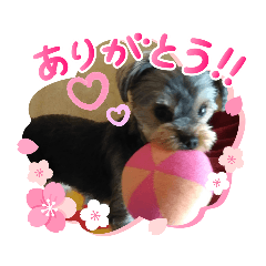 ヨーキーめいちゃんですよ