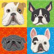 flat nose dog flat nose dog