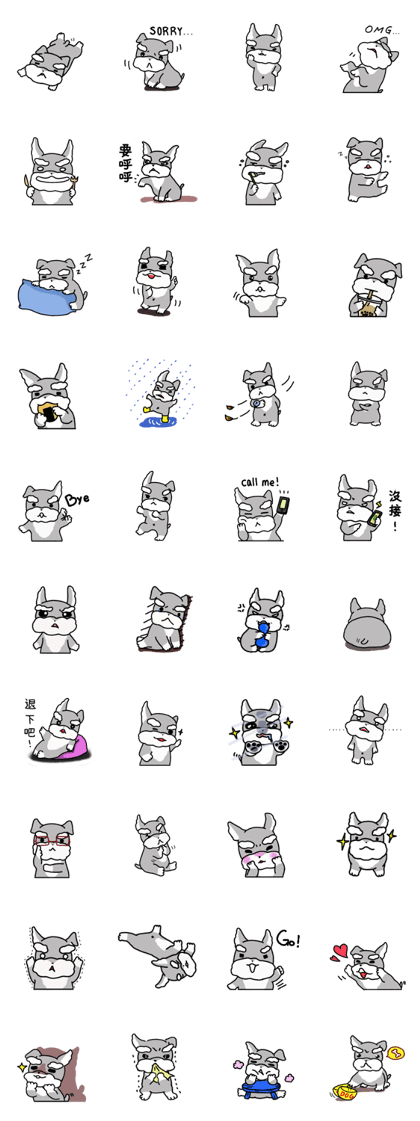 Energetic Schnauzer being Affectionate Energetic Schnauzer being Affectionate