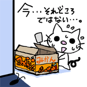 White pig cat White pig cat