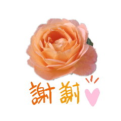 PANDA_20200324182202