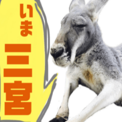 Kobe Kangaroos