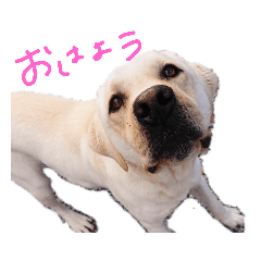 kinako0224