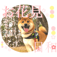 柴犬 豆之進 日常STAMP★【関西弁】其の五