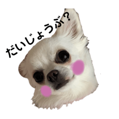 chihuahua no hanko 2