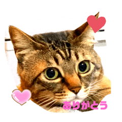 cat kero