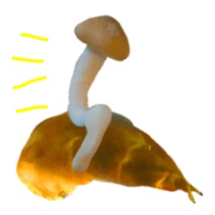 Mushroom bamboo